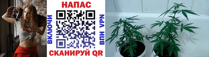 МАРИХУАНА OG Kush  Купить  Соликамск 